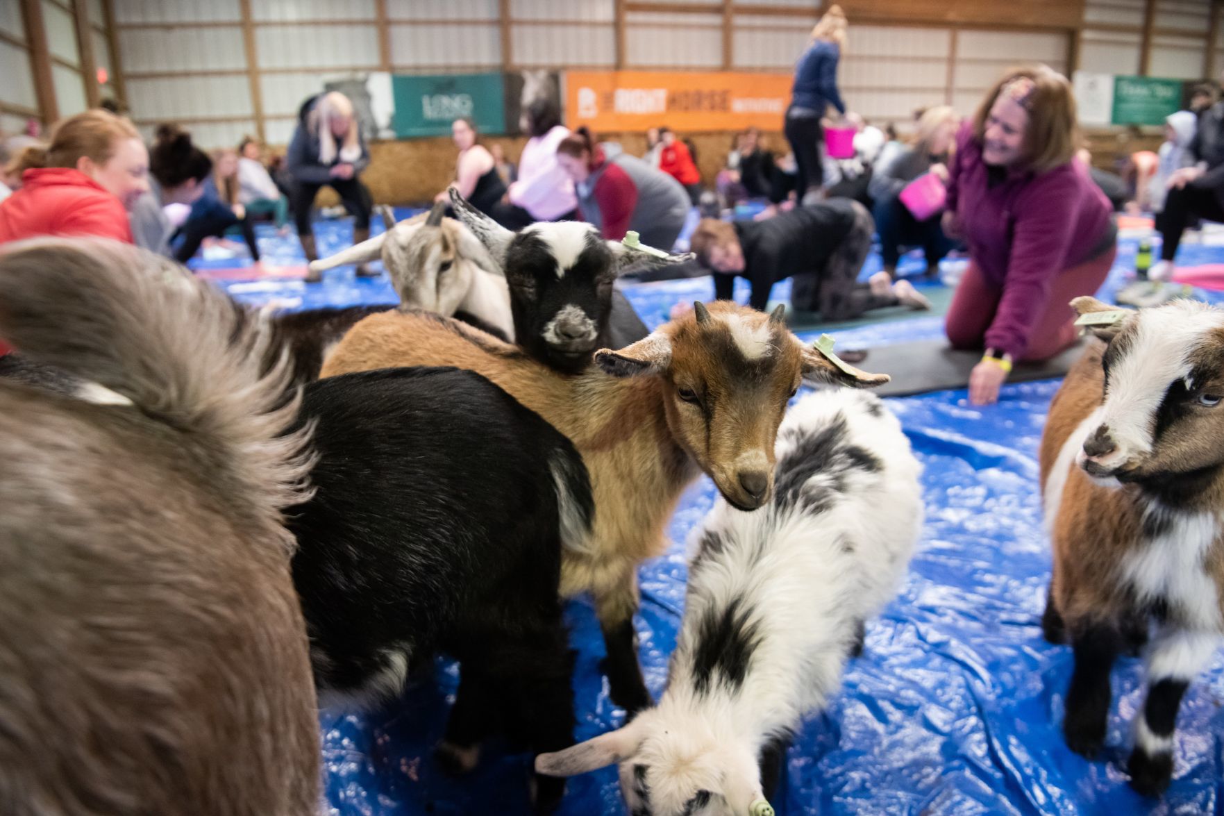Baby goat yoga at Longmeadow Rescue Ranch